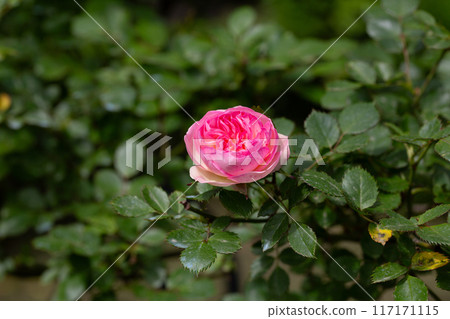 Delicate pink rose in bloom on summer branches in garden Delicate pink rose in bloom on summer branches in garden 117171115