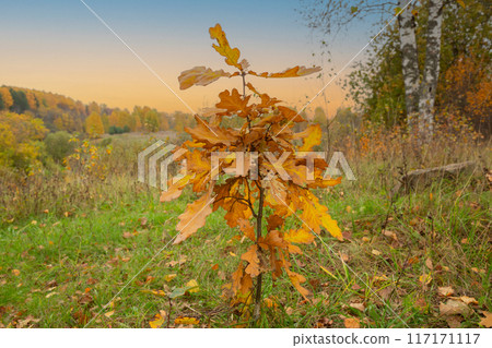 young oak tree leaves in autumn. Sunny golden background young oak tree leaves in autumn. Sunny golden background 117171117
