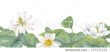 Blooming white lotus flowers with leaves. Water lily buds and seed pods, Indian lotus, green leaf. Watercolor illustration. Horizontal seamless banner. Space for text. For package decor, textile Blooming white lotus flowers with leaves. Water lily buds and seed pods, Indian lotus, green leaf. Watercolor illustration. Horizontal seamless banner. Space for text. For package decor, textile 117171131