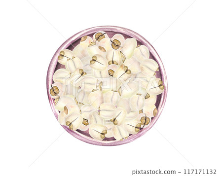 Pile of Water Lily Seeds on ceramic pink plate. White peeled nuts. Heap of raw tasty vegan food. Watercolor illustration of tropical plant. For kitchen inspired designs, cooking blogs, menu Pile of Water Lily Seeds on ceramic pink plate. White peeled nuts. Heap of raw tasty vegan food. Watercolor illustration of tropical plant. For kitchen inspired designs, cooking blogs, menu 117171132