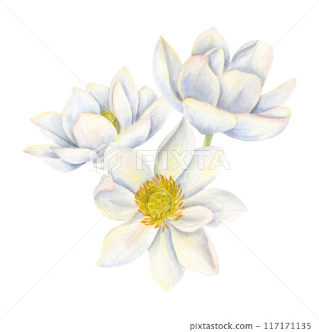 Bouquet of white lotus flowers. Blooming waterlily. Indian Lotus, Sacred Lotus for Diwali decor. Watercolor illustration for poster, cards, greeting, invitation. For wedding, birthday design 117171135