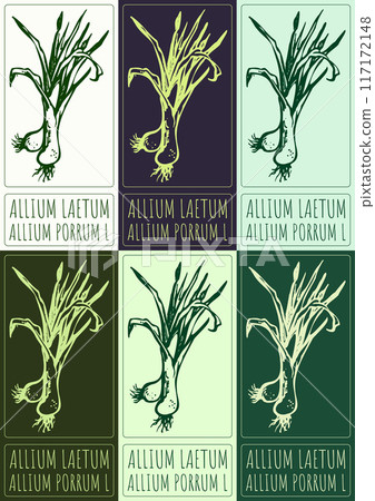 Set of vector drawing ALLIUM LAETUM in various colors. Hand drawn illustration. Latin name is ALLIUM PORRUM L Set of vector drawing ALLIUM LAETUM in various colors. Hand drawn illustration. Latin name is ALLIUM PORRUM L 117172148