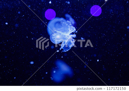 macro of a beautiful jellyfish stomolophus meleagris macro of a beautiful jellyfish stomolophus meleagris 117172150