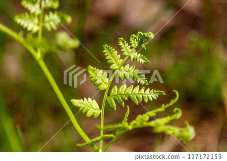 Beautiful spring flowering meadow of fresh flowers 117172155