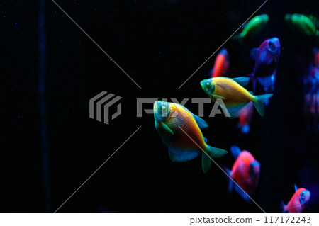 macro of a beautiful  glofiish fish 117172243
