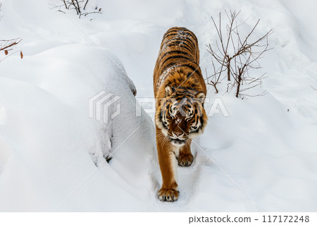 beautiful panthera tigris on a snowy road 117172248