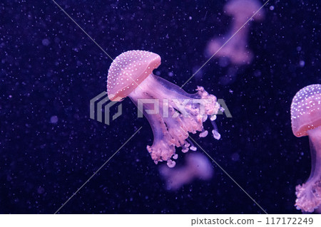 macro of a beautiful jellyfish phyllorhiza punctata macro of a beautiful jellyfish phyllorhiza punctata 117172249