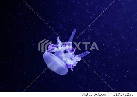 macro of a beautiful jellyfish rhizostoma luteum macro of a beautiful jellyfish rhizostoma luteum 117172253