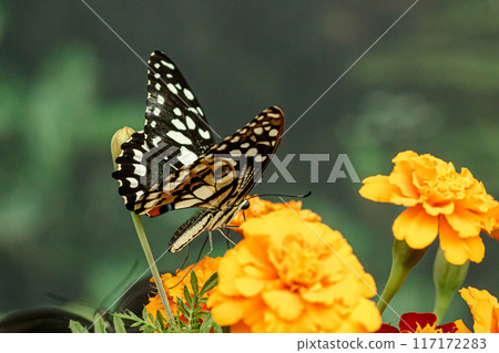 macro beautiful butterfly Papilio demoleus 117172283