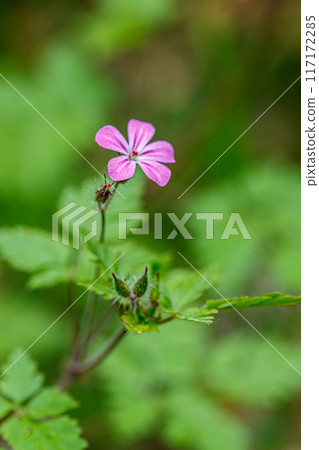 Beautiful spring flowering meadow of fresh flowers Beautiful spring flowering meadow of fresh flowers 117172285