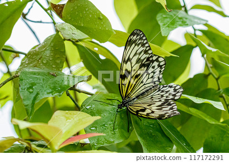 macro beautiful butterfly Idea leuconoe macro beautiful butterfly Idea leuconoe 117172291