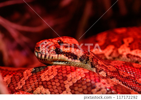beautiful pair of kites coastal carpet python beautiful pair of kites coastal carpet python 117172292