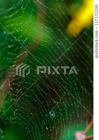 beautiful cobweb in the sun with dew drops 117172298