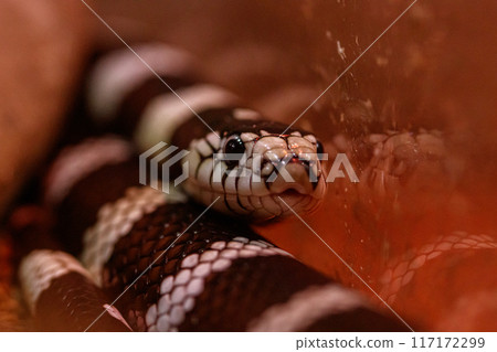 macro beautiful california kingsnake snake macro beautiful california kingsnake snake 117172299