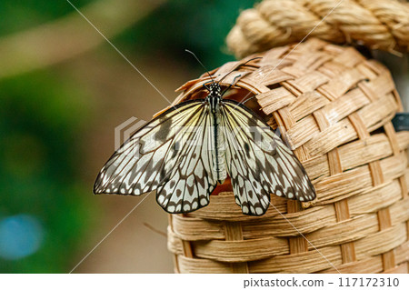 macro beautiful butterfly Idea leuconoe macro beautiful butterfly Idea leuconoe 117172310