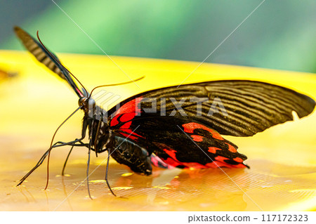 macro beautiful butterfly Papilio rumanzovia 117172323