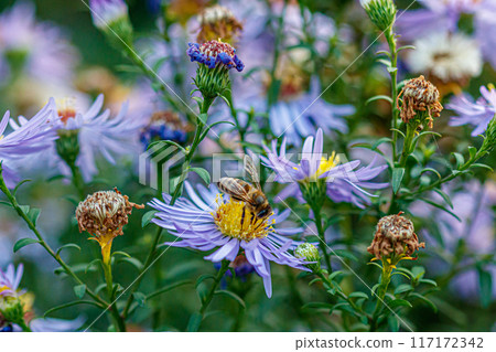 beautiful flowers on which a wasp sits 117172342