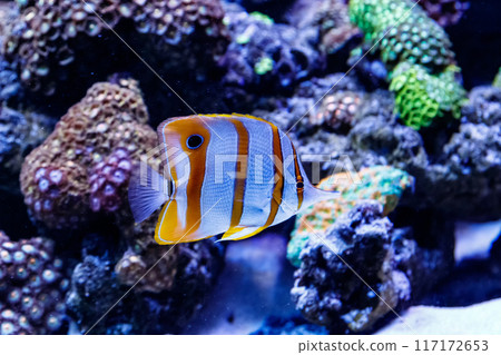 Zebrasoma fish sailing Zebrasoma desjardini Zebrasoma fish sailing Zebrasoma desjardini 117172653
