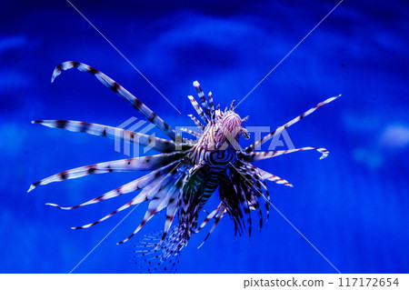 Fish Lionfish - Zebra, Pterois volitans 117172654