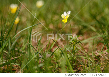 Beautiful spring flowering meadow of fresh flowers 117172665