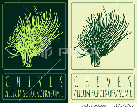 Vector drawing CHIVES. Hand drawn illustration. Latin name is ALLIUM SCHOENOPRASUM L 117172706