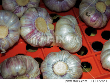 Beautiful close up of garlic heads at its natural state white with red tints Beautiful close up of garlic heads at its natural state white with red tints 117172841