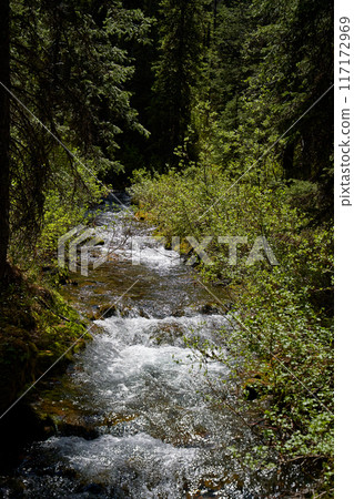 A clear mountain river flows through a coniferous forest in the Alberta mountains of Canada. A clear mountain river flows through a coniferous forest in the Alberta mountains of Canada. 117172969