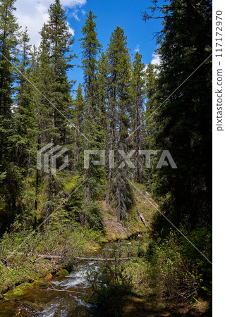 A clear mountain river flows through a coniferous forest in the Alberta mountains of Canada. A clear mountain river flows through a coniferous forest in the Alberta mountains of Canada. 117172970