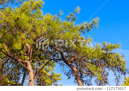Turkish pine tree (Pinus brutia) against blue sky 117173017