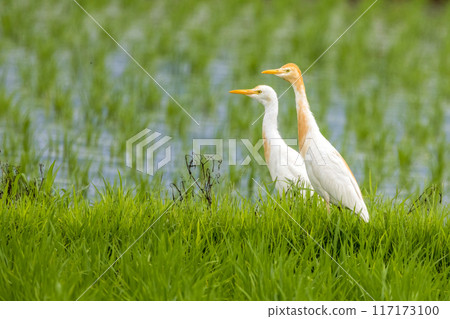 A cattle egret nestling in a rice field 117173100