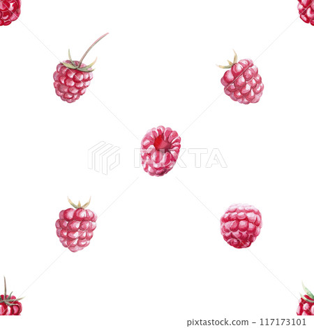 Pattern of red raspberries in watercolor illustration on a white background. Hand drawn raspberry berries for printing on fabric, gift wrapping, desserts, perfumes. Pattern of red raspberries in watercolor illustration on a white background. Hand drawn raspberry berries for printing on fabric, gift wrapping, desserts, perfumes. 117173101
