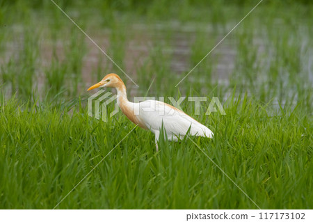 A cattle egret nestling in a rice field 117173102