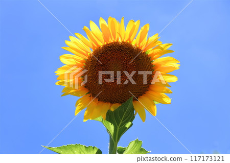 [Kagawa Prefecture] National Sanuki Manno Park in Summer (Sunflower Field) 117173121