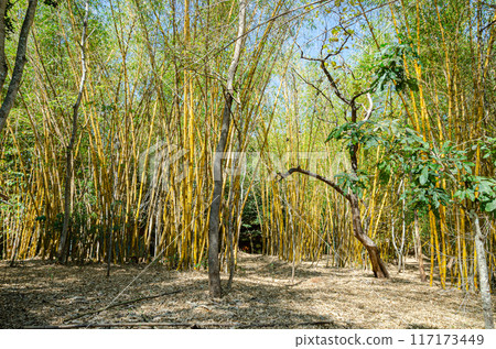 Clumps of bamboos in a forest Clumps of bamboos in a forest 117173449
