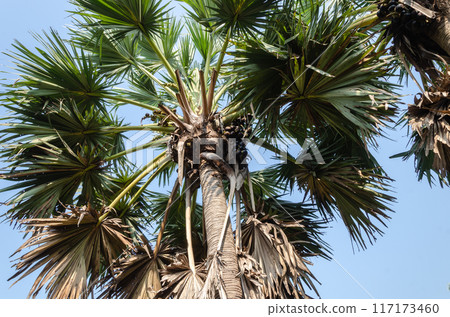 Palmyra fruit palms 117173460