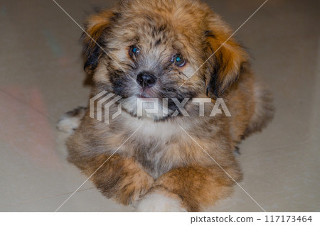 Cute fluppy Tibetan Lhasa puppy Cute fluppy Tibetan Lhasa puppy 117173464