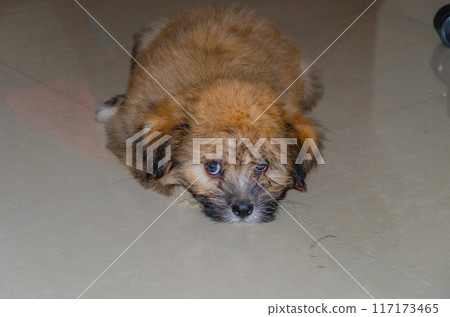 Cute fluppy Tibetan Lhasa puppy Cute fluppy Tibetan Lhasa puppy 117173465