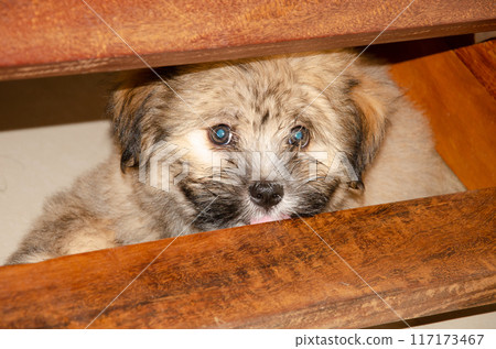 Cute fluppy Tibetan Lhasa puppy 117173467