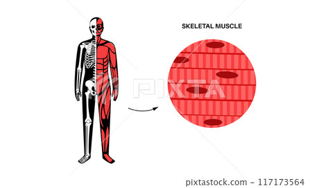 Skeletal muscle tissue Skeletal muscle tissue 117173564