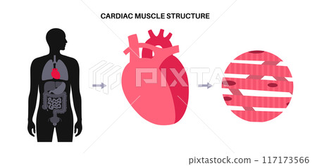 Cardiac muscle tissue 117173566