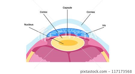 Human eye lens Human eye lens 117173568