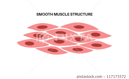 Smooth muscle tissue Smooth muscle tissue 117173572