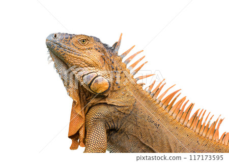 Cutout image of a male iguana Cutout image of a male iguana 117173595