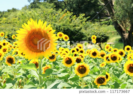 [Kagawa Prefecture] National Sanuki Manno Park in Summer (Sunflower Field) 117173667
