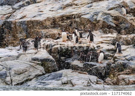 Gentoo Penguins in the snow Gentoo Penguins in the snow 117174062