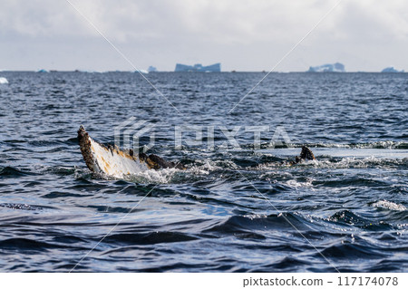 Tail of a humpback whale in the Antarctic Tail of a humpback whale in the Antarctic 117174078