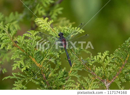 Norikura Plateau: White-faced dragonfly at Ushidome Pond 117174168