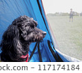 Dog sitting at campsite 117174184
