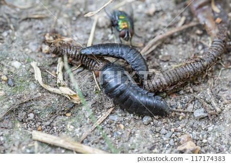 A giant carpenter beetle larva eating a dead earthworm A giant carpenter beetle larva eating a dead earthworm 117174383