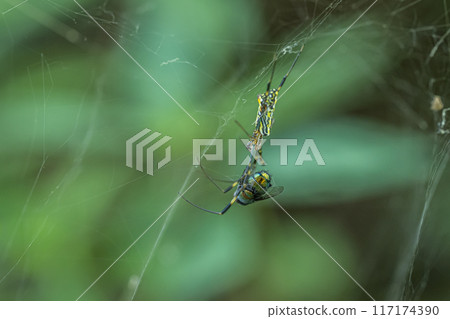 Orb spider preying on a blowfly Orb spider preying on a blowfly 117174390
